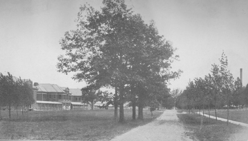 Black and white photo of the tree-lined road leading to campus